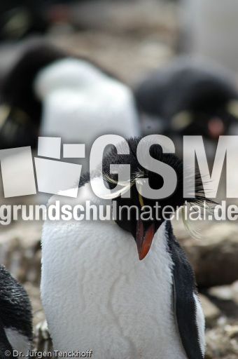 Felsenpinguine (03 von 40).jpg